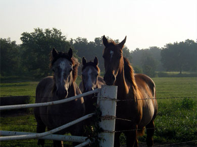 Horses in the early morning