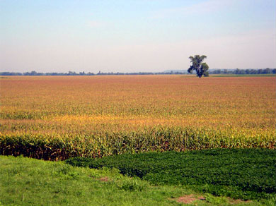 A corn field on the Mississippi River