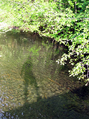 Mickey’s shadow in the river