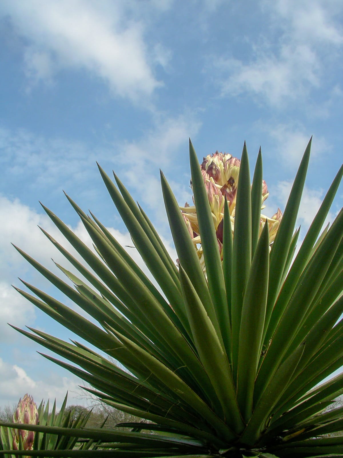 Yucca thriving in the Texas sunshine
