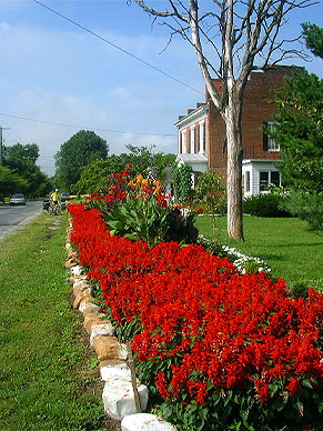 A row of flowers in Buchanan