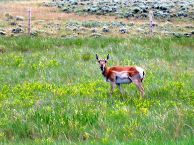 An antelope that didn’t seem too spooked by me